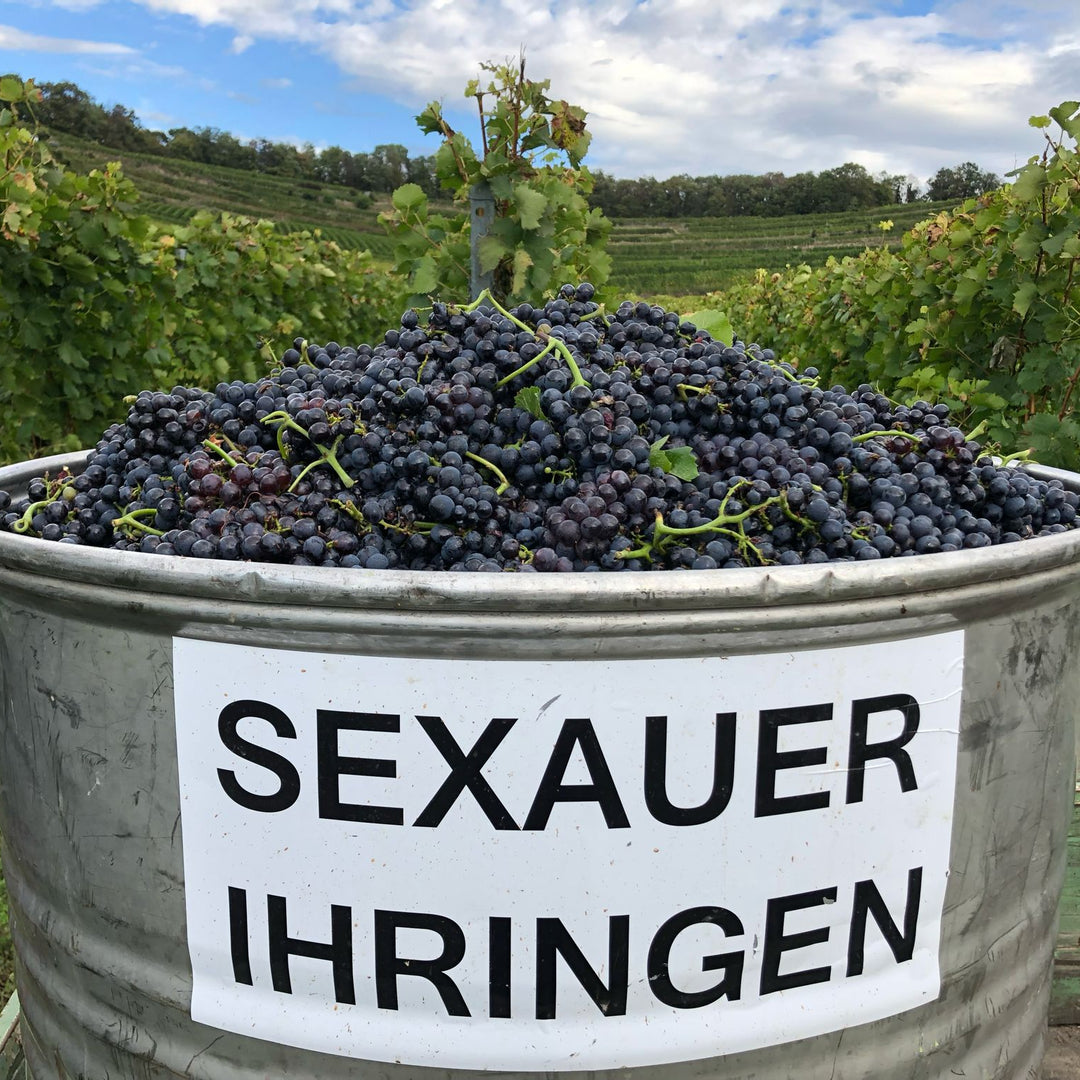 Schnupper-Event: Gourmet Club-Besuch beim Weingut Sexauer in Ihringen 23.07.2026